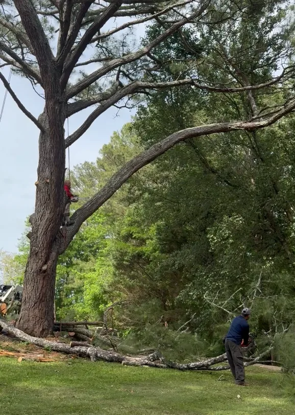 Climber high in a large leaning tree during a Well Done Tree Service removal