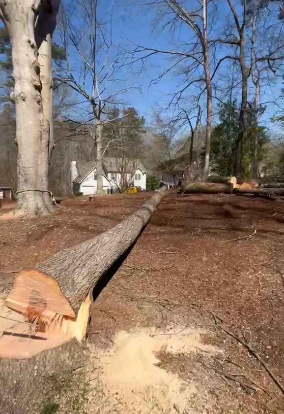 Large felled tree trunk on the ground in a cleanly cleared Georgia yard