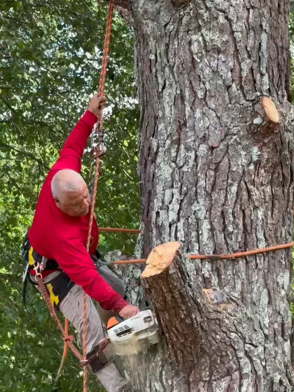 Climber in safety gear using a chainsaw high in a tall tree