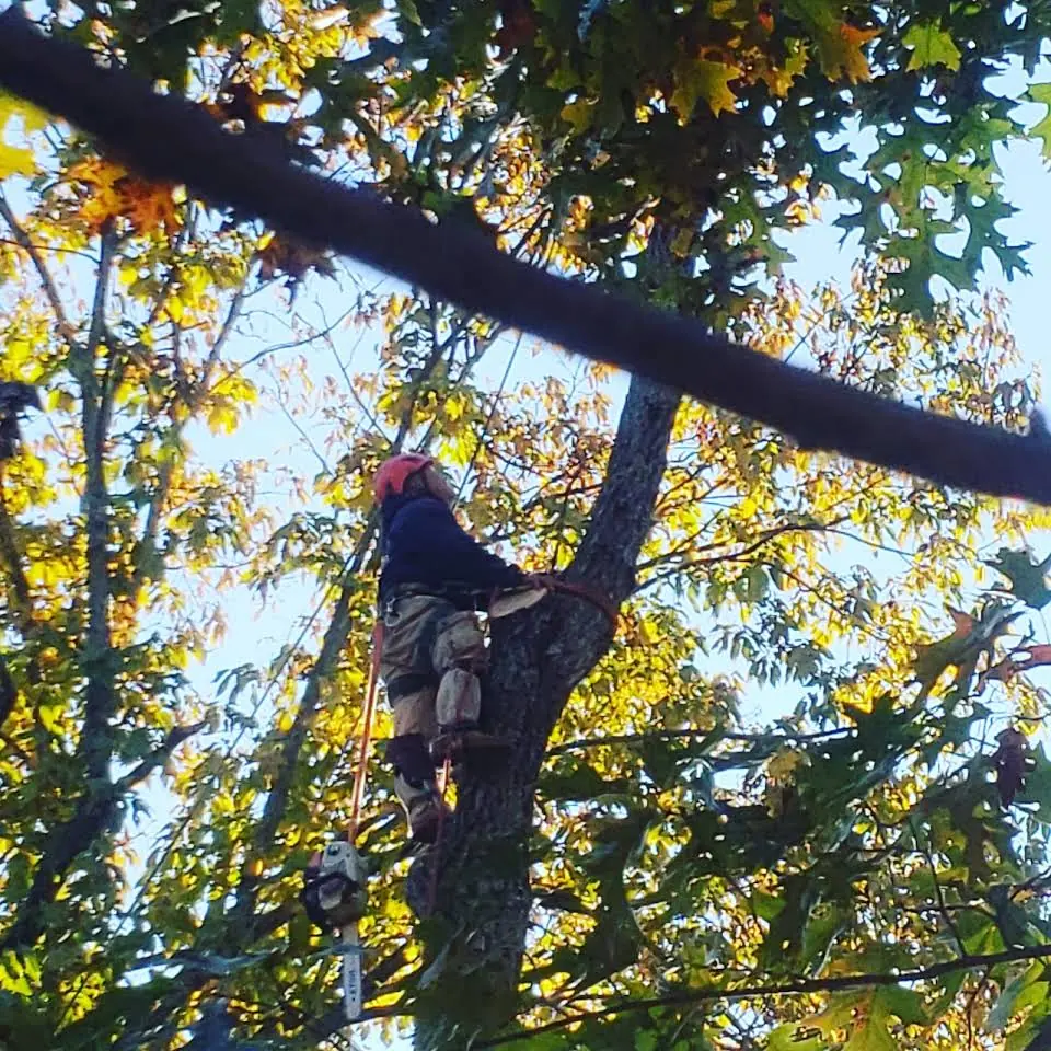 Well Done Tree Service climber working high inside a full canopy, clearing limbs by rope