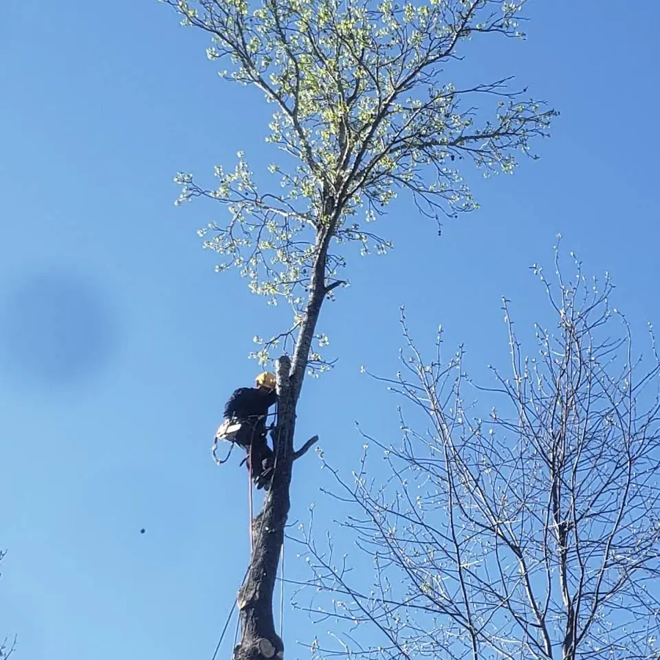 Well Done Tree Service climber roped in near the top of a tall tree, taking it down in sections